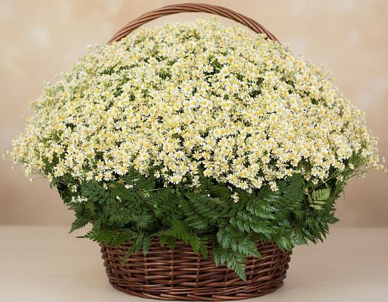 Цветочная композиция из Ромашки в корзине в Новом Кяхулае